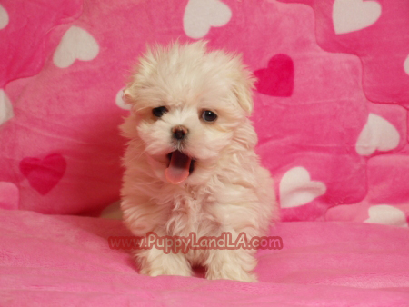 maltese puppy